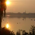 Enten am Morgen auf der Alster