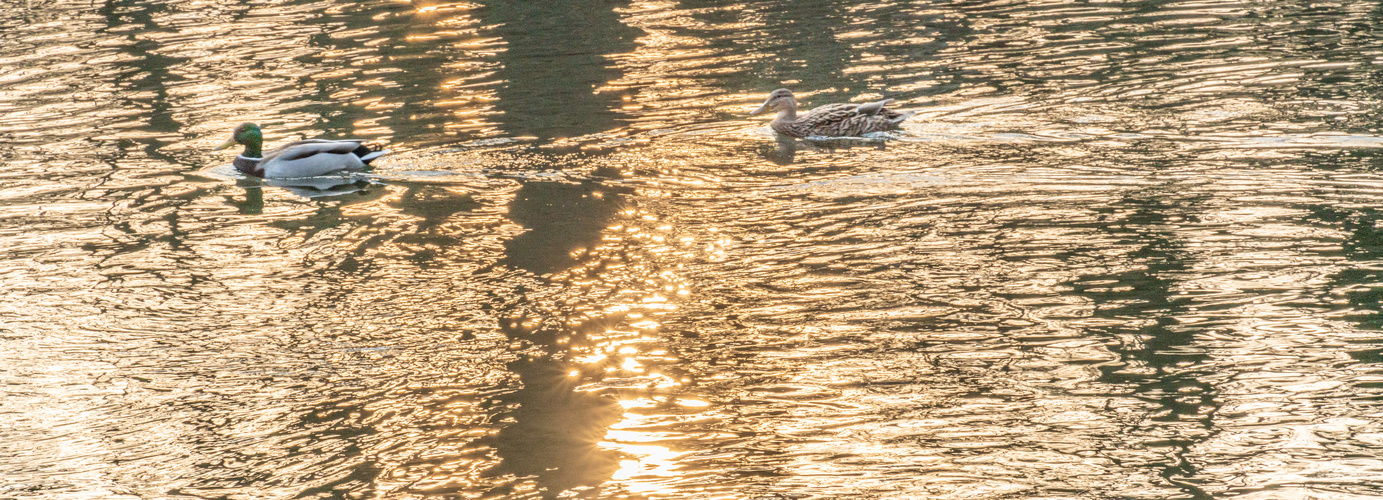 Enten am Nachmittag