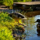 Enten am quatschen