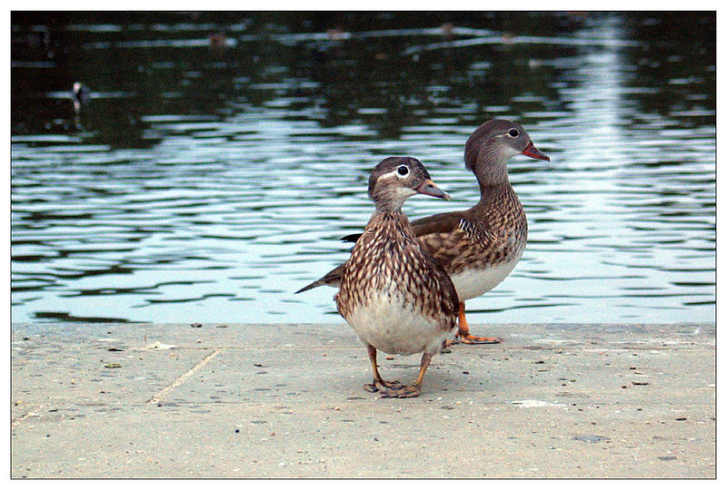 enten am rauschenden wasser