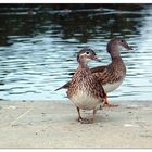 enten am rauschenden wasser