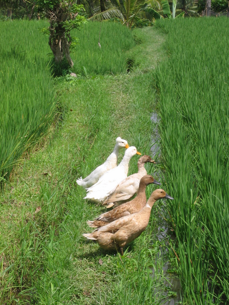 Enten am Reisfeld