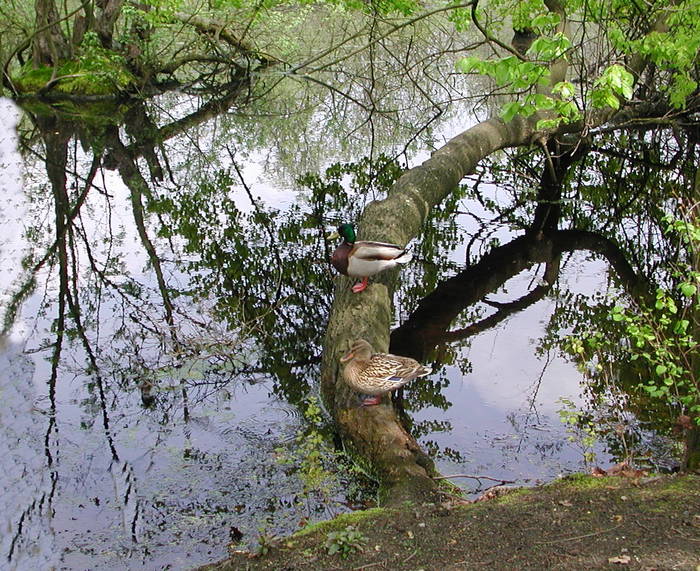 Enten am Riddagshäuser Teich