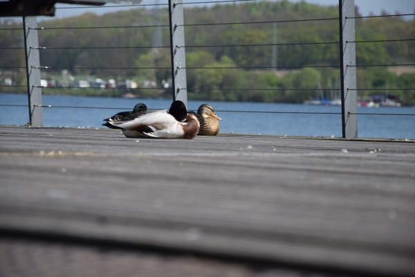 Enten am See