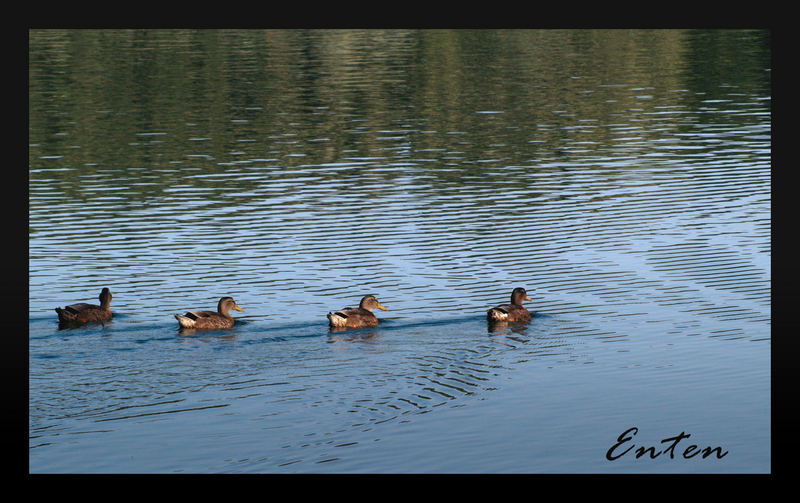 Enten am See