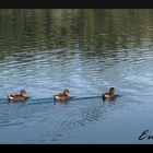 Enten am See