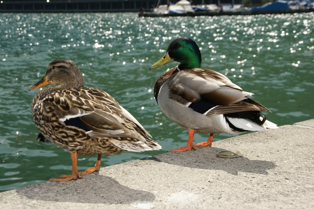 Enten am Sonnenbaden