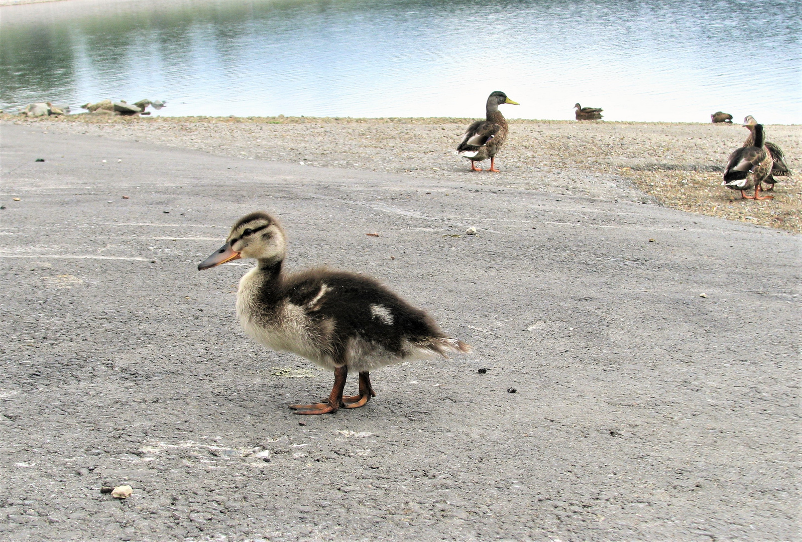 Enten am Sorpesee