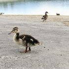 Enten am Sorpesee