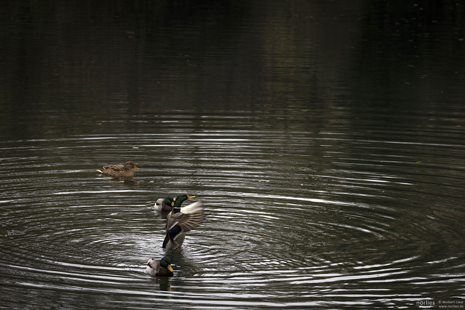 Enten am Stadtgraben