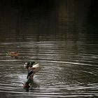 Enten am Stadtgraben