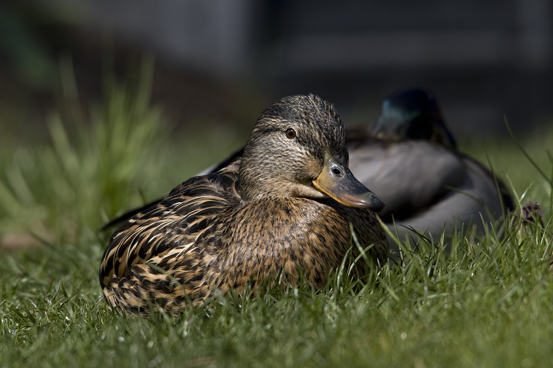 Enten am Teich