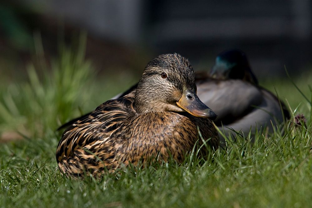 Enten am Teich Foto & Bild wasser, teich, natur Bilder auf