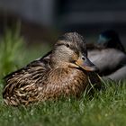 Enten am Teich