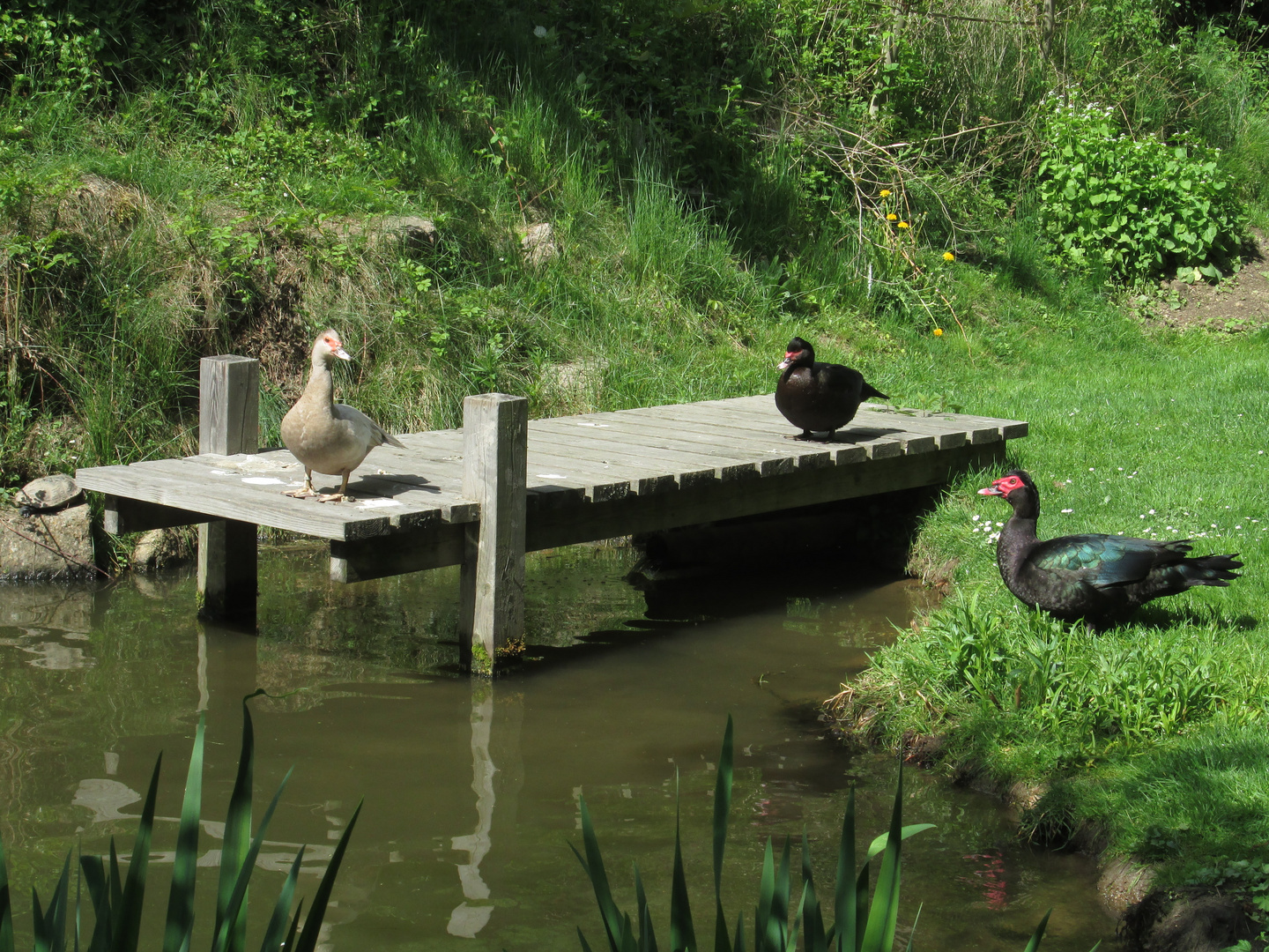 Enten am Teich