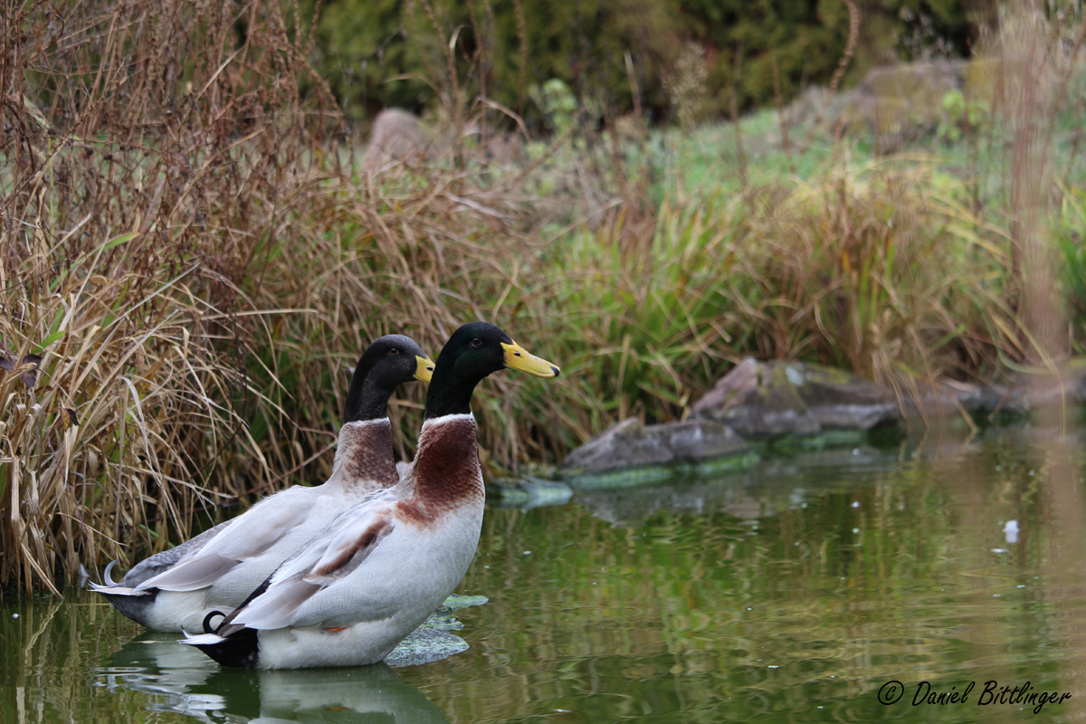 Enten am Teich