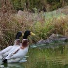 Enten am Teich