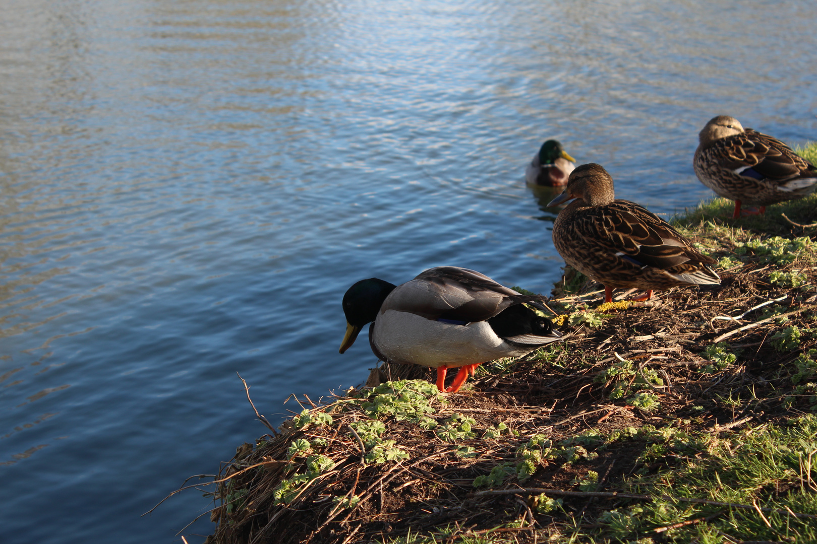 Enten am Teich Foto & Bild tiere, tierdetails, teich Bilder auf