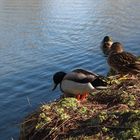 Enten am Teich