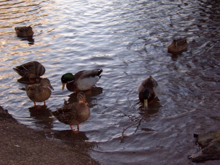 Enten am Teich kurz vor Sonnenuntergang