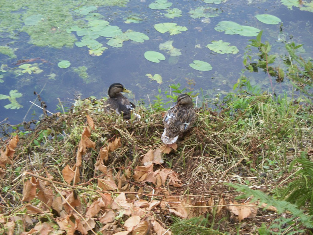 Enten am ufer des baldeneysee