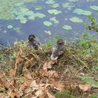 Enten am ufer des baldeneysee