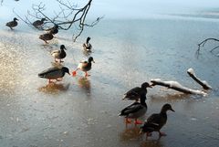 Enten am Warmbronner See