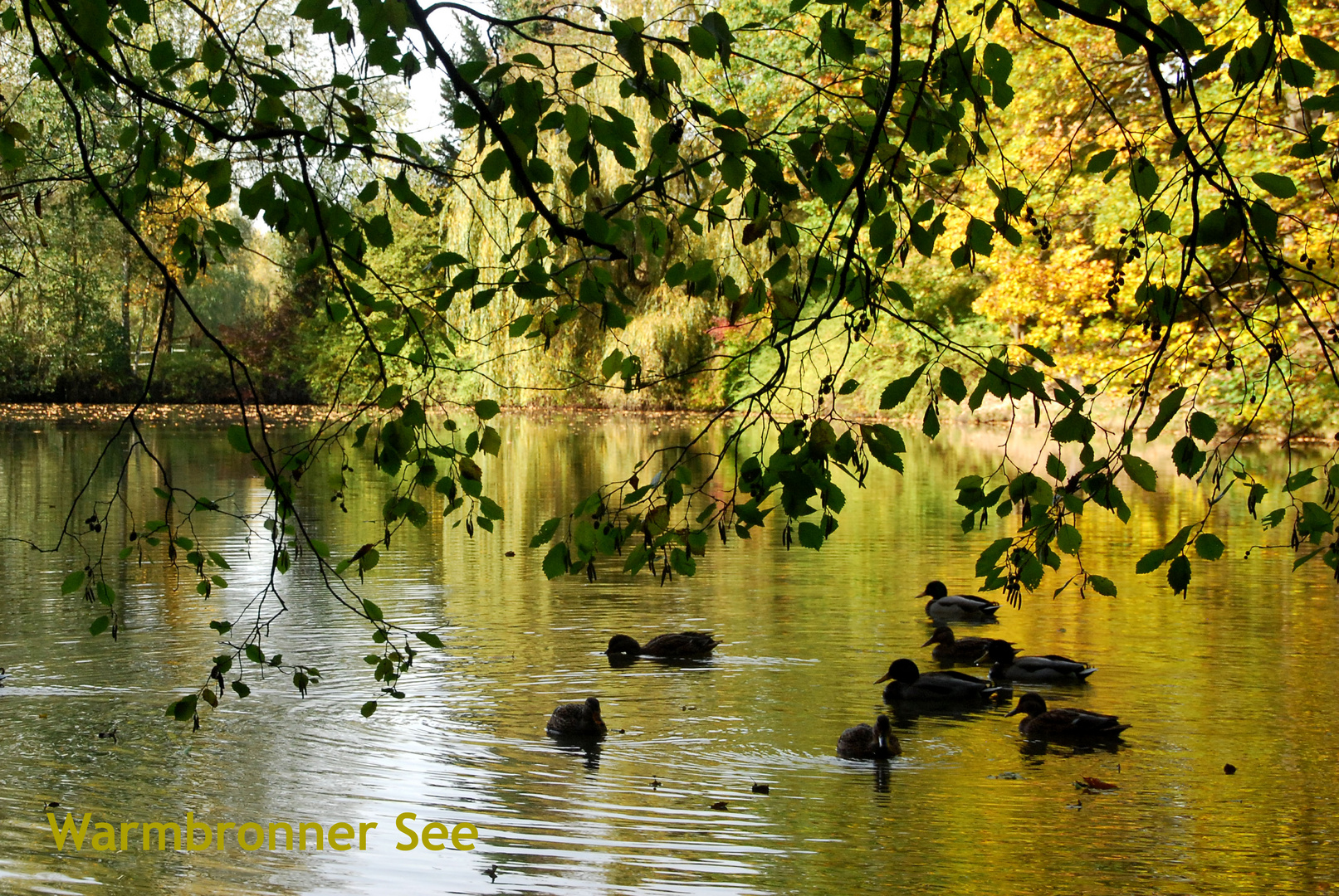 Enten am Warmbronner See