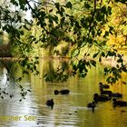 Enten am Warmbronner See