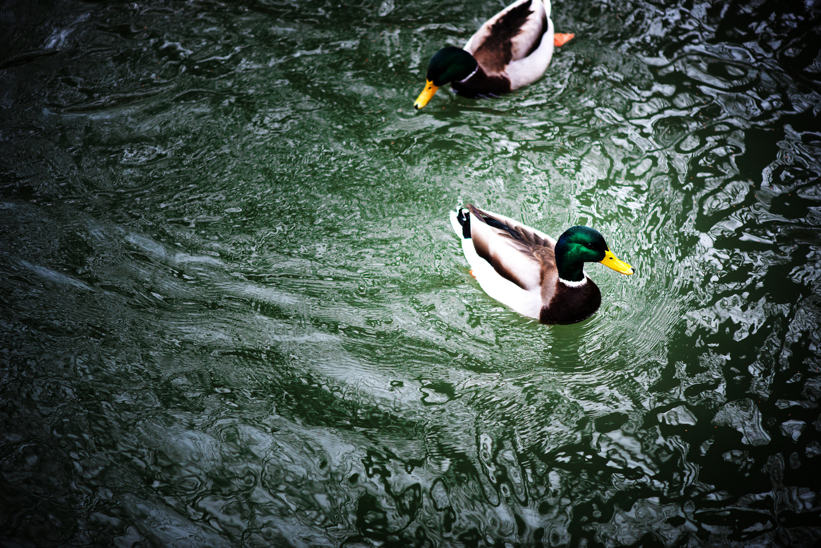 Enten am Wöhrder See