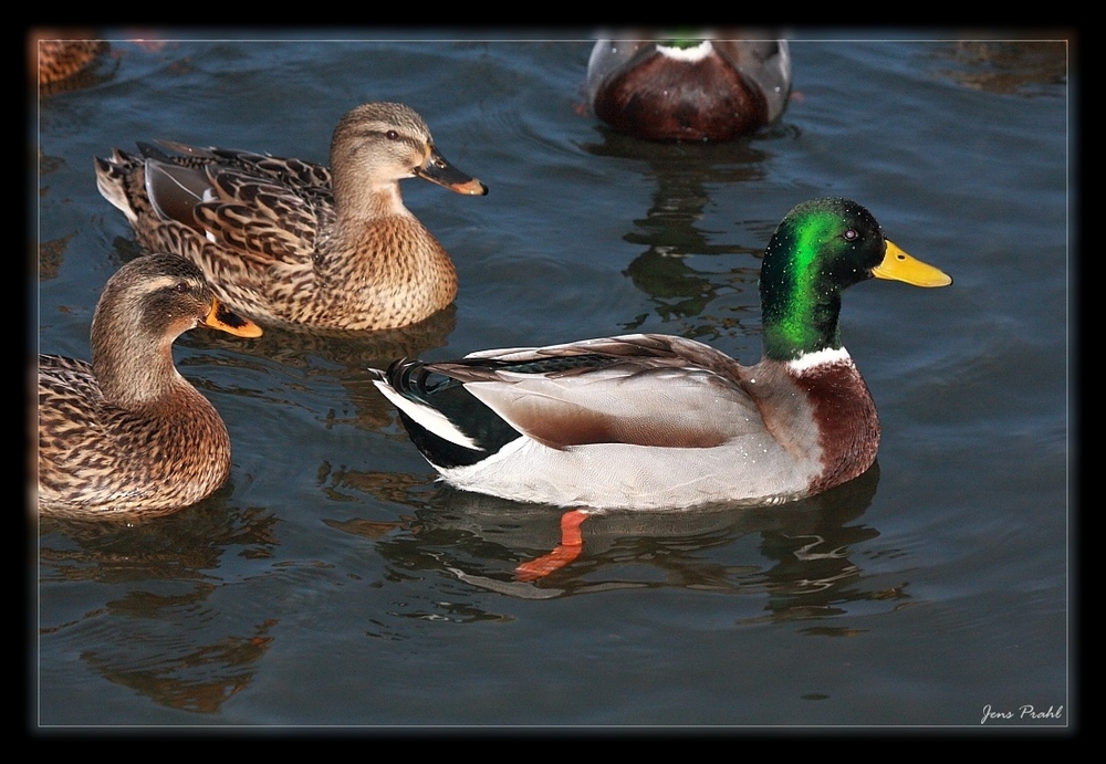 Enten an der Elbe