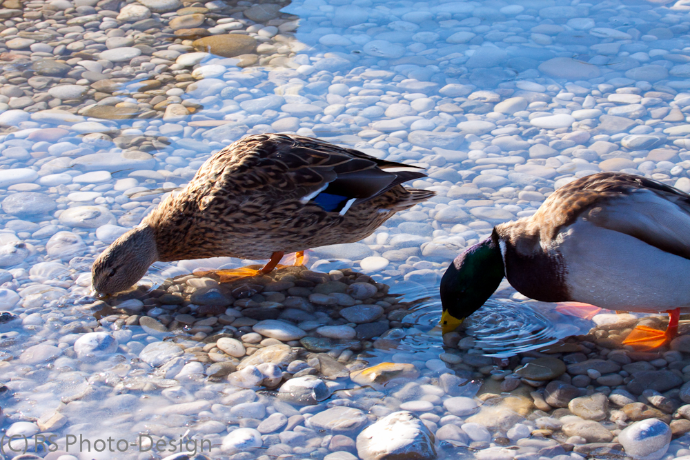 Enten an der Isar München