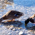 Enten an der Isar München