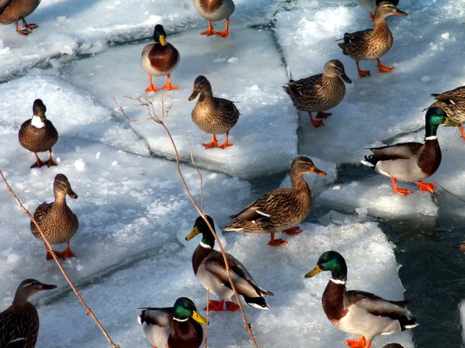 Enten an der Königseeache