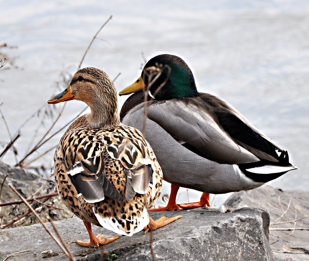 Enten an der Lahn bei Dehrn