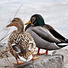 Enten an der Lahn bei Dehrn