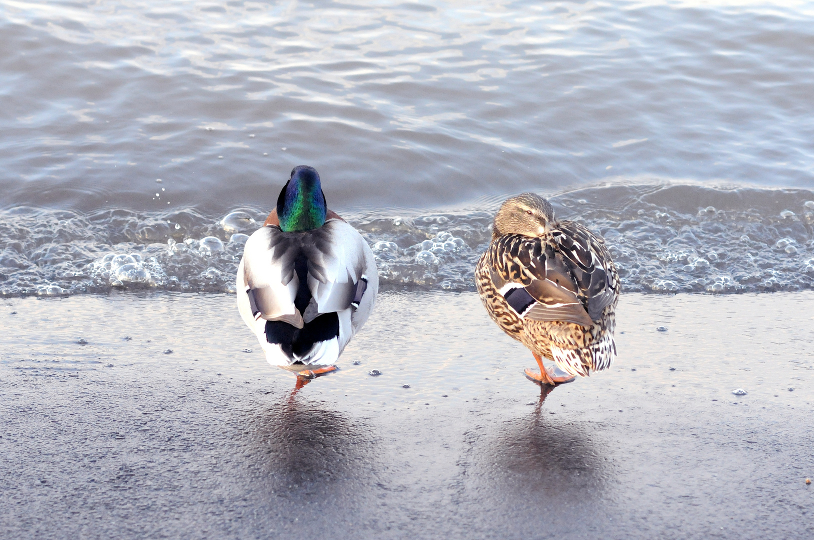 Enten an der Mondorfer Fähre