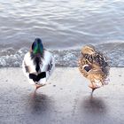 Enten an der Mondorfer Fähre