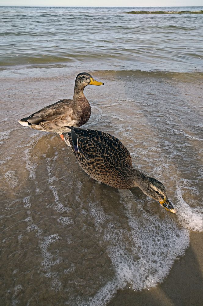 Enten an der Ostsee 1