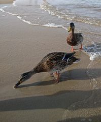 Enten an der Ostsee 2