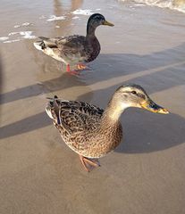 Enten an der Ostsee 3