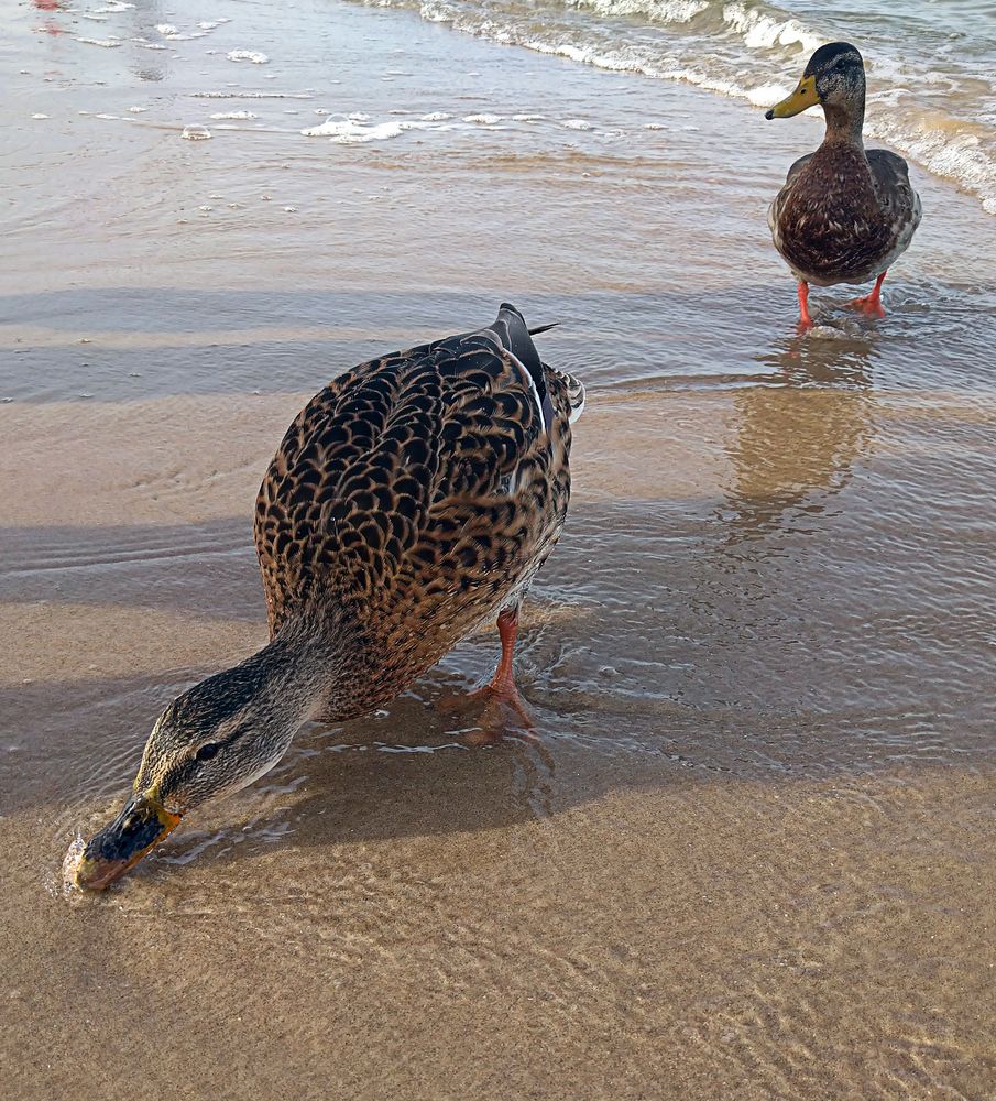 Enten an der Ostsee 4