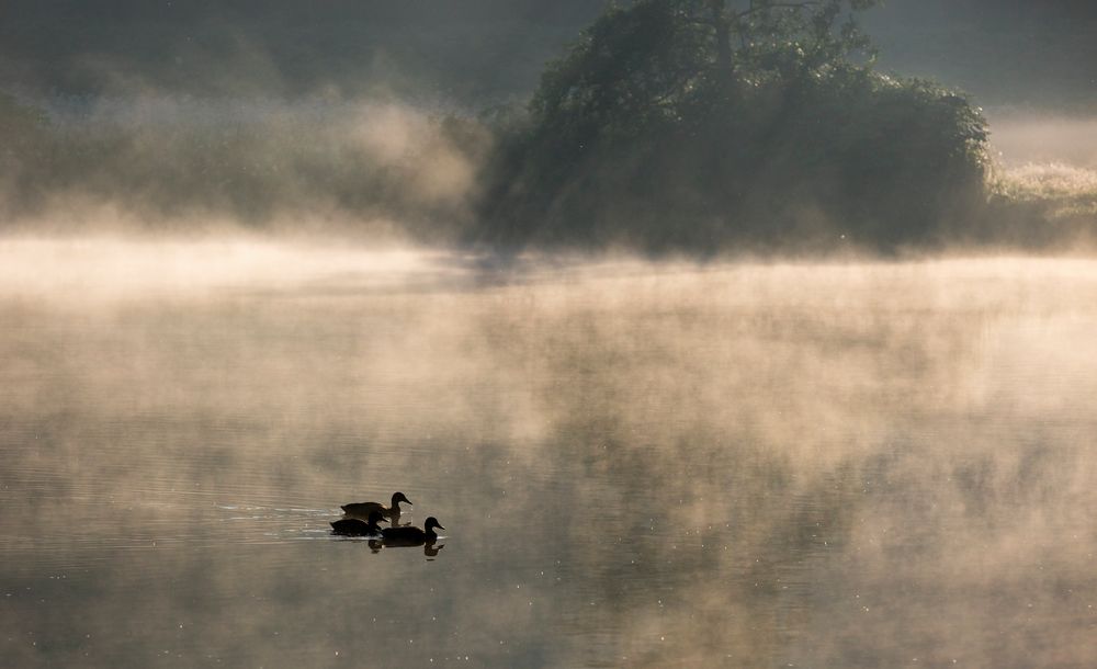 Enten an der Ruhr 