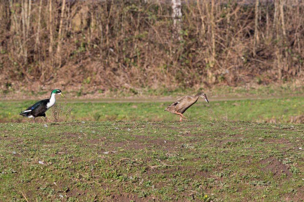 Enten an der Schleuse in Güdingen an der Saar