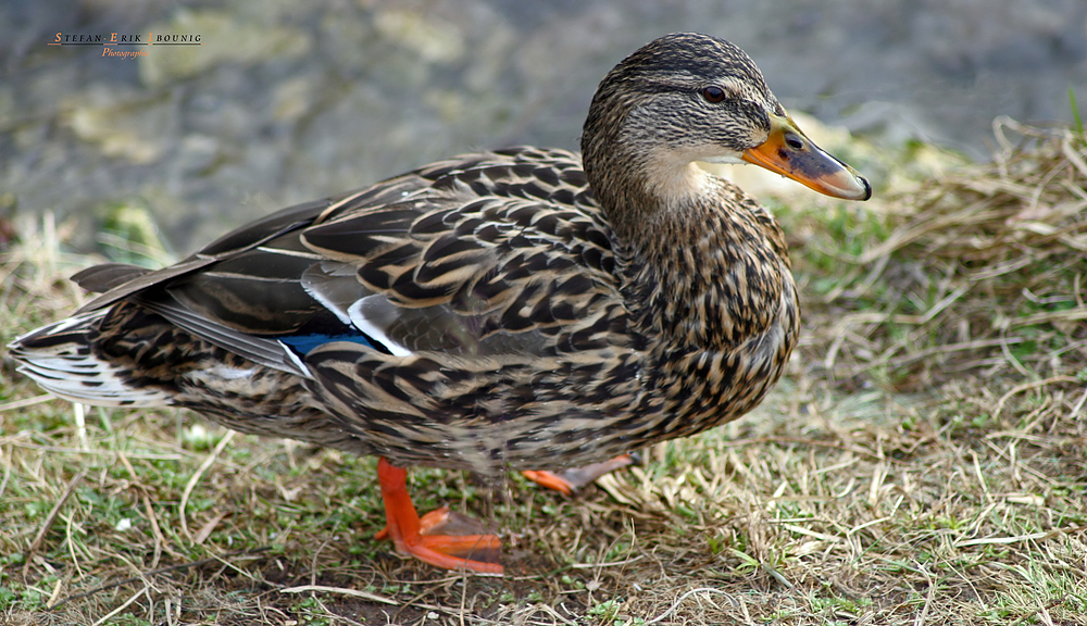 "Enten an der Schmiech 2"