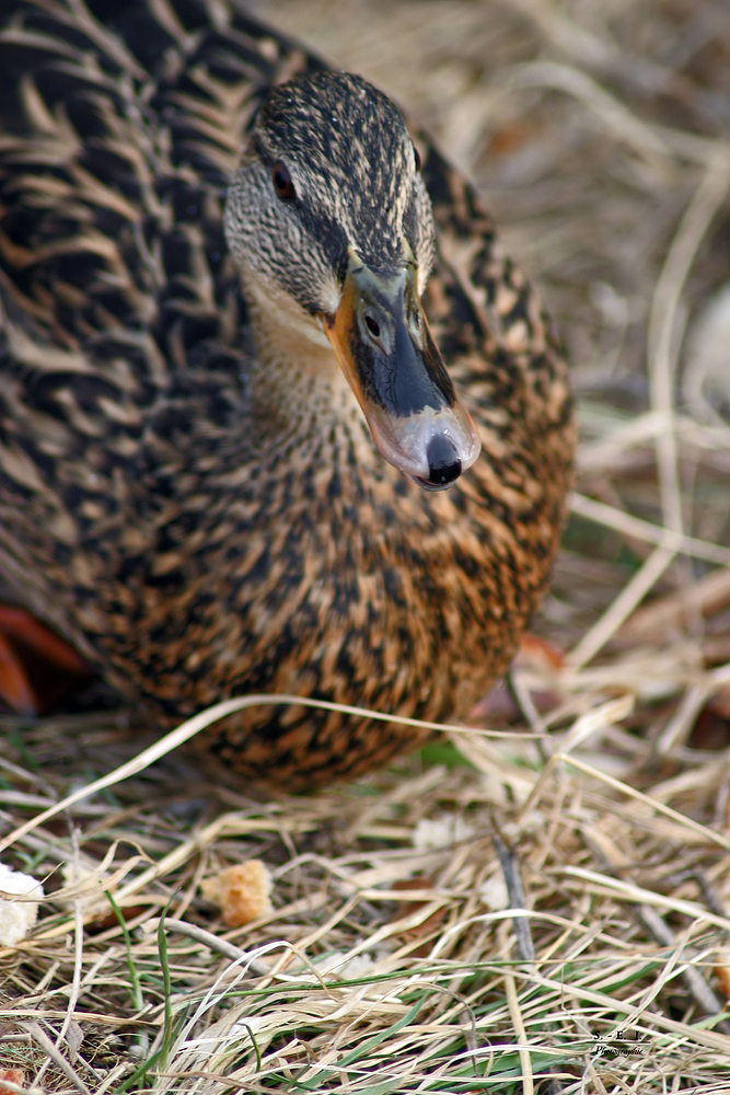 "Enten an der Schmiech 3"