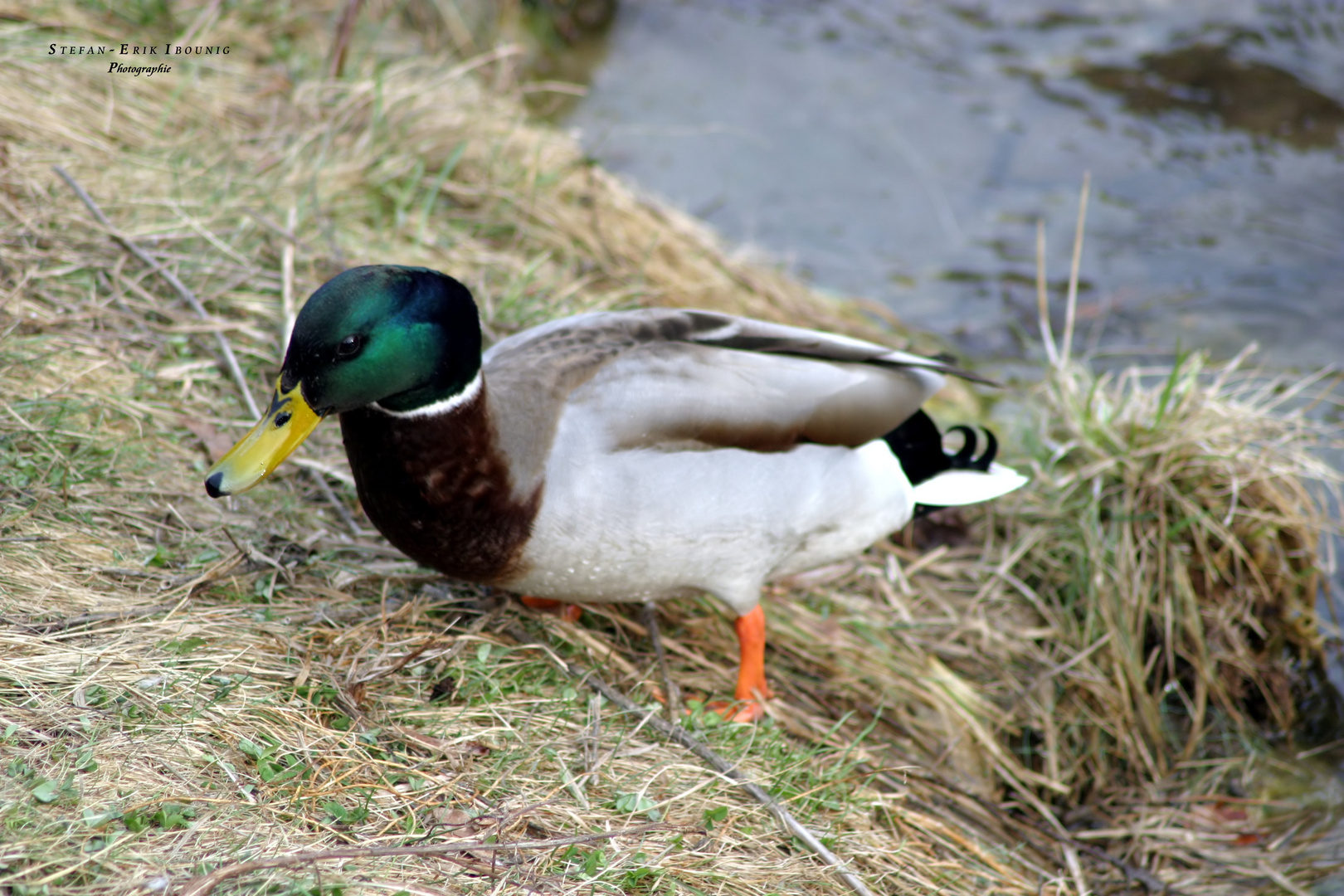 "Enten an der Schmiech 4"