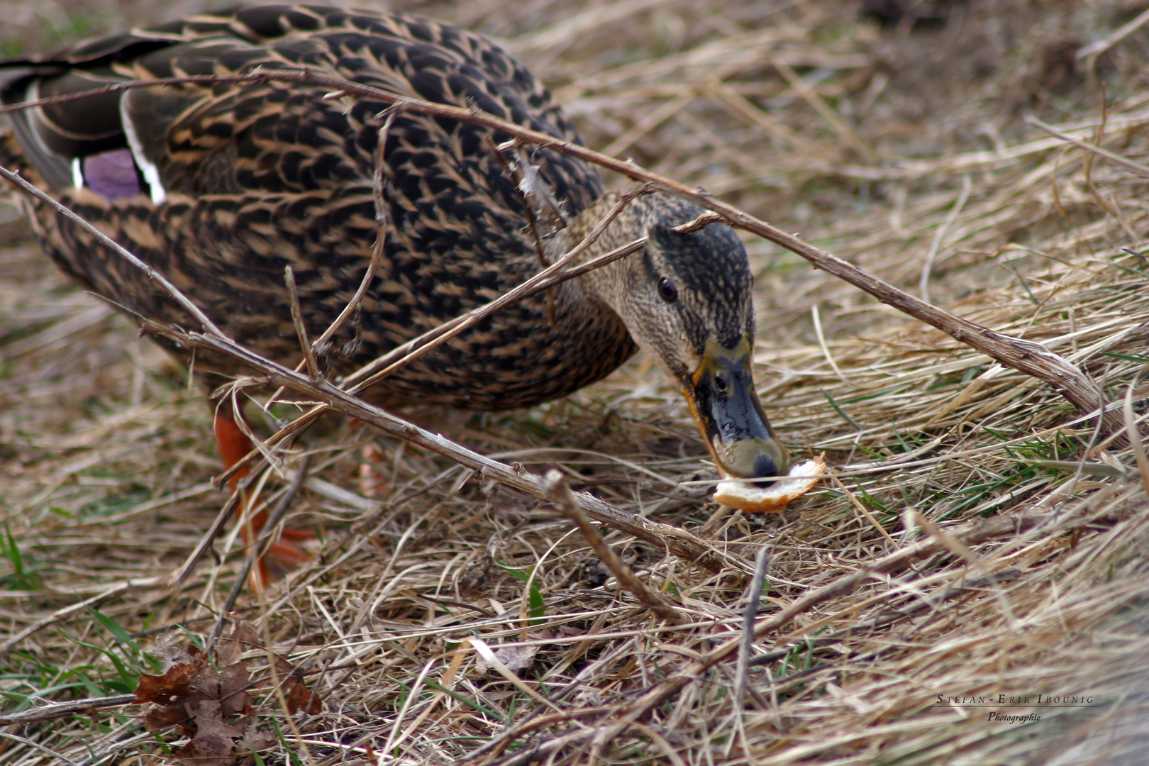 "Enten an der Schmiech 6"