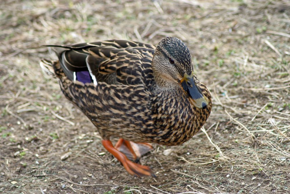 "Enten an der Schmiech 7"