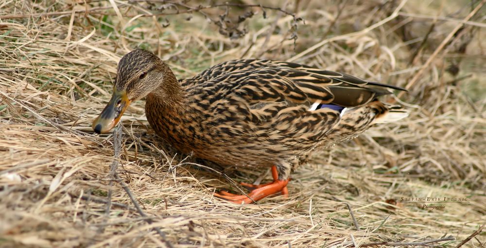 "Enten an der Schmiech 8"